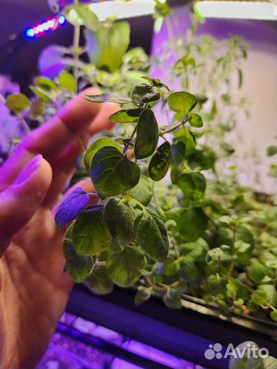 Рассада пряные травы, аптекарский огород