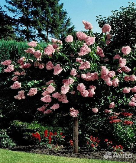 Гортензия на штамбе