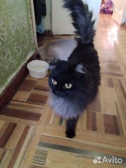 Кошки в добрые руки