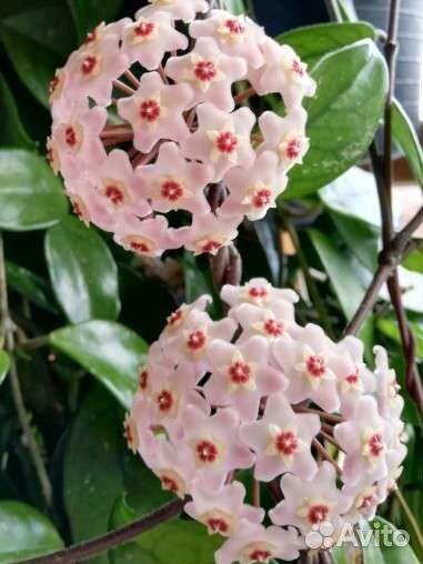 Хойя карноза (2 взрослые лианы)