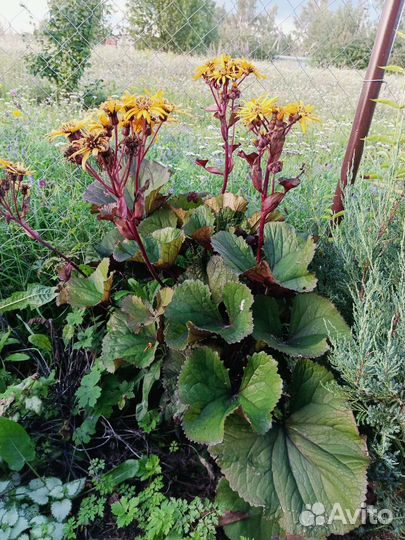 Бузульник Отелло Дездемона Тангутский