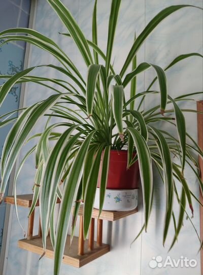 Хлорофитум