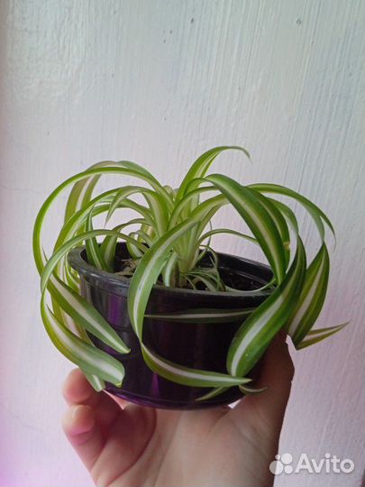 Хлорофитум кудрявый