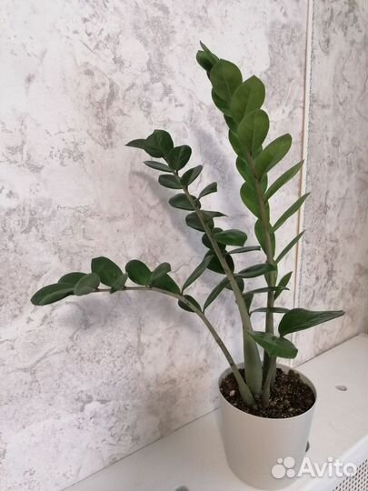 Замиокулькас