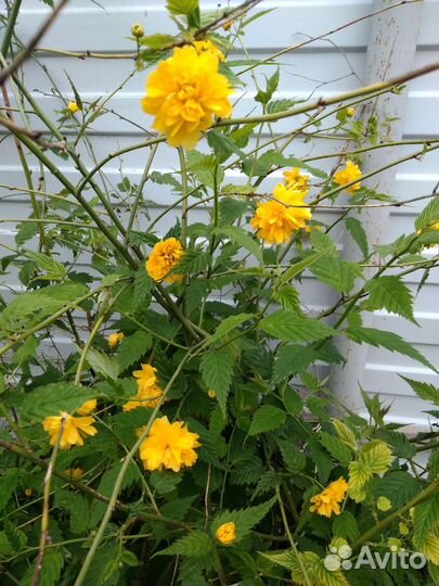 Жёлтый кустарник