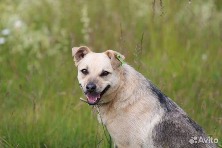 Милая Леся, стерилизована