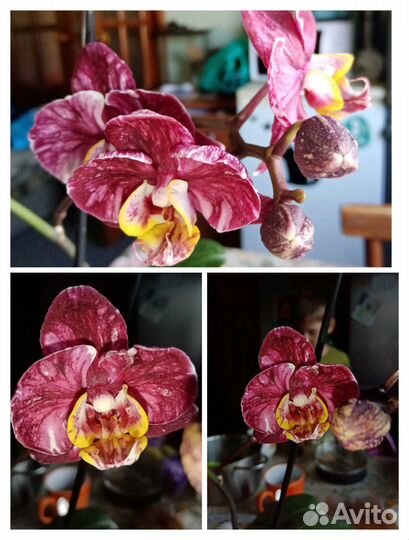 Детка на обмен