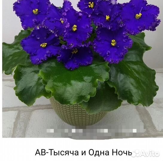 Сортовые фиалки