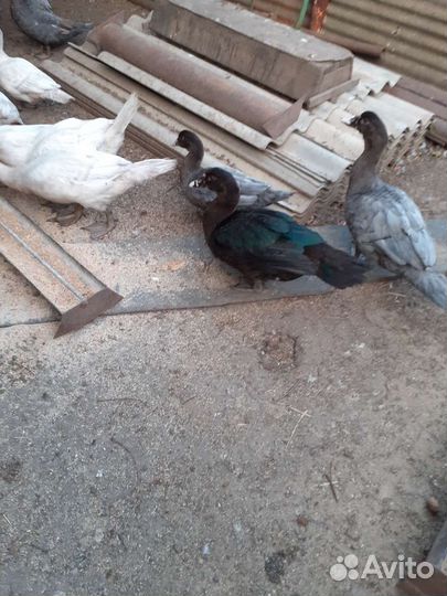 Мускусные утята индоутки