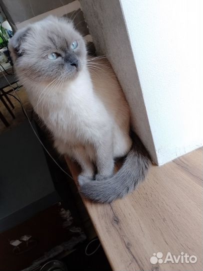 Шотландская кошка