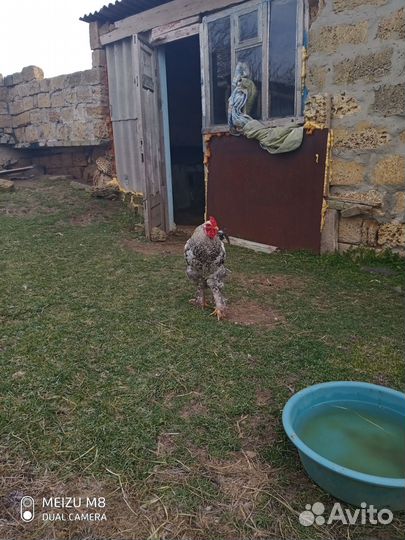 Петухи крупные, пятимесячные