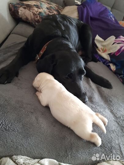 Резервирования щенков