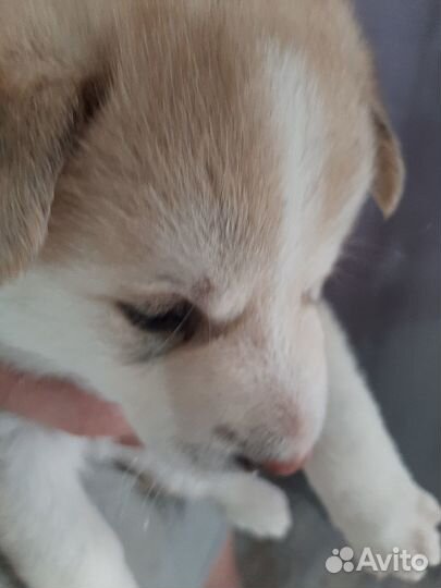 Щенки