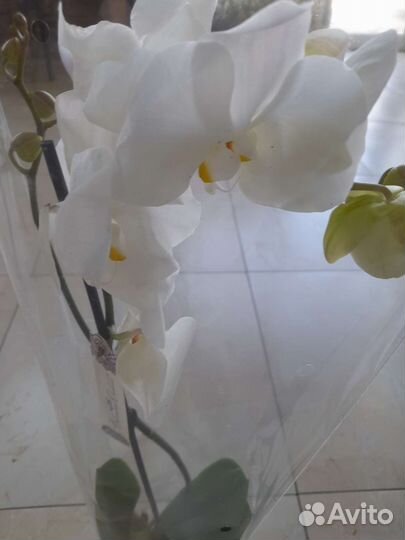 Белые орхидеи в ассортименте