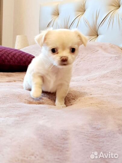 Щенки чихуахуа