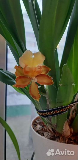 Орхидея камбрия Кататанте