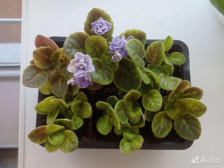 Фиалки детки