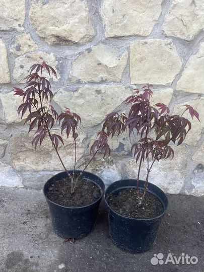 Японский клён