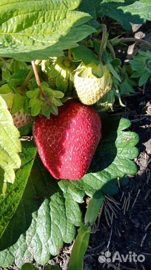 Рассада клубники