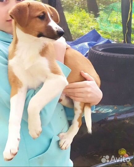 Красивые щенята