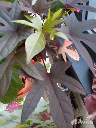 Ипомея батат