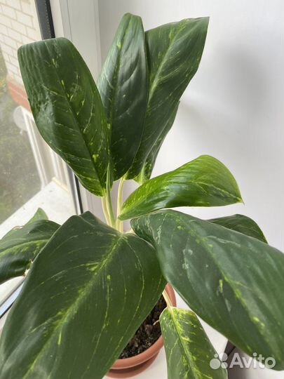 Аглонема король сиама