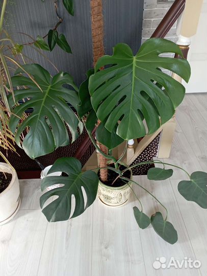 Монстеры, Драцена