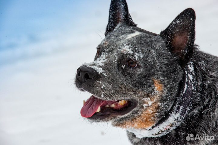 Австралийская пастушья собака Кобель для вязки