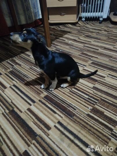 Маленькая собака в добрые руки бесплатно