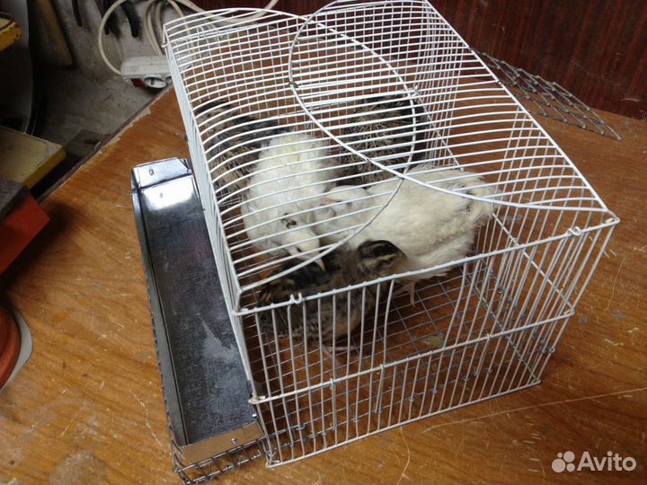 Клетки для перепелок.Попугая.Хомячка.Соты для яиц