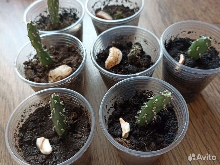 Кактус комулопунция