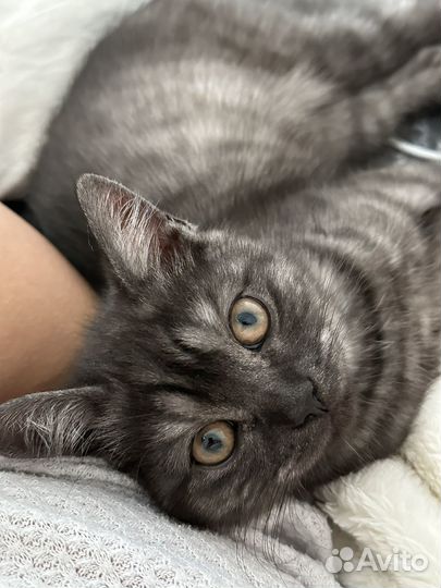 Вязка кошек