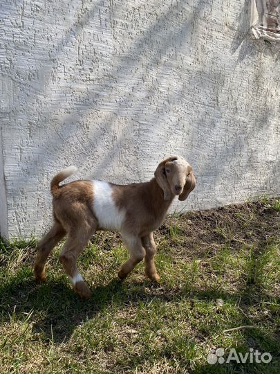 Нубийские козы камори