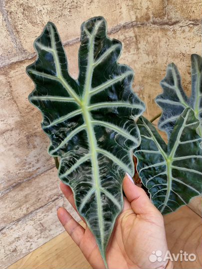 Алоказии взрослые с фото