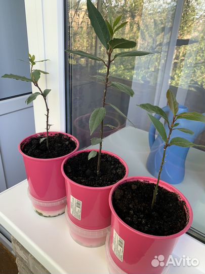 Саженцы лаврового куста