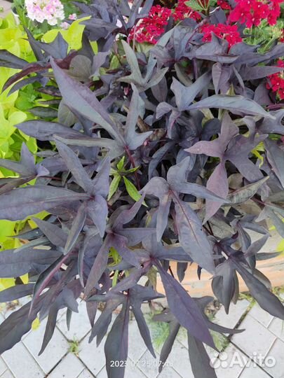 Ипомея батат