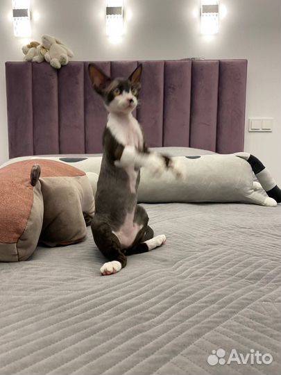 Девон-рекс котенок