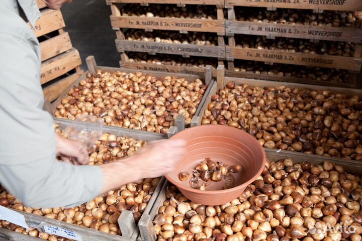 Луковица тюльпанов оптом 12;14+для выгонки