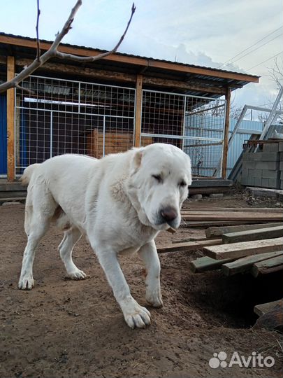 Среднеазиатская овчарка алабай вязка