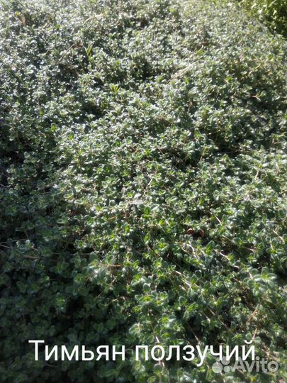 Тимьян или чабрец ползучий