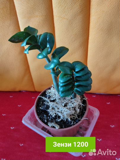 Замиокулькас Зензи