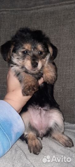 Йоркширский терьер щенки помесь