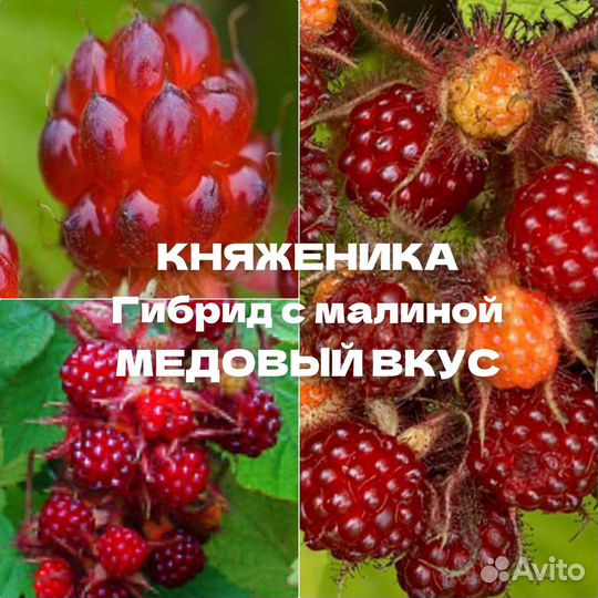 Княженика гибрид с малиной зкс