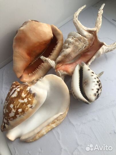 Ракушки Морские раковины