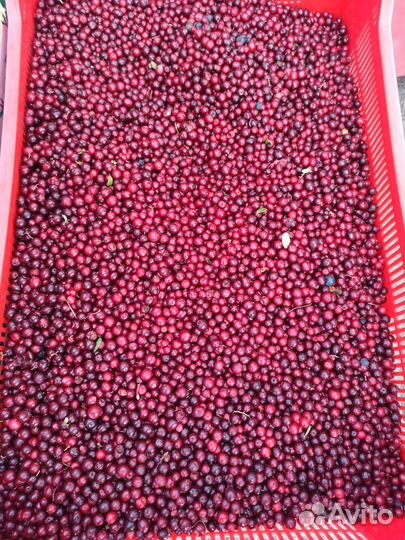 Клюква, Брусника, Черника