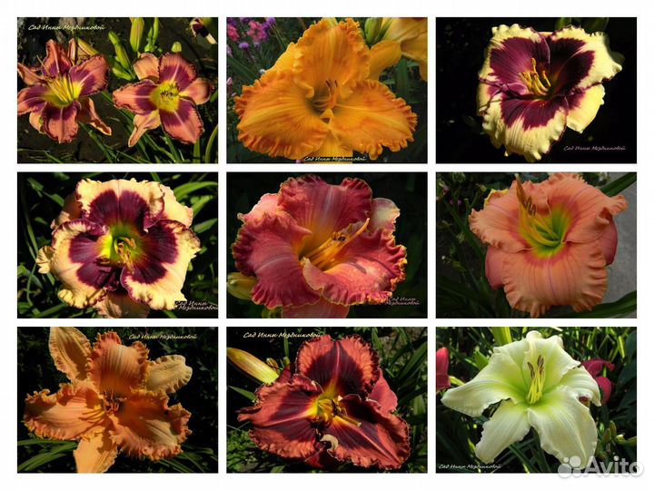 Лилейники сортовые