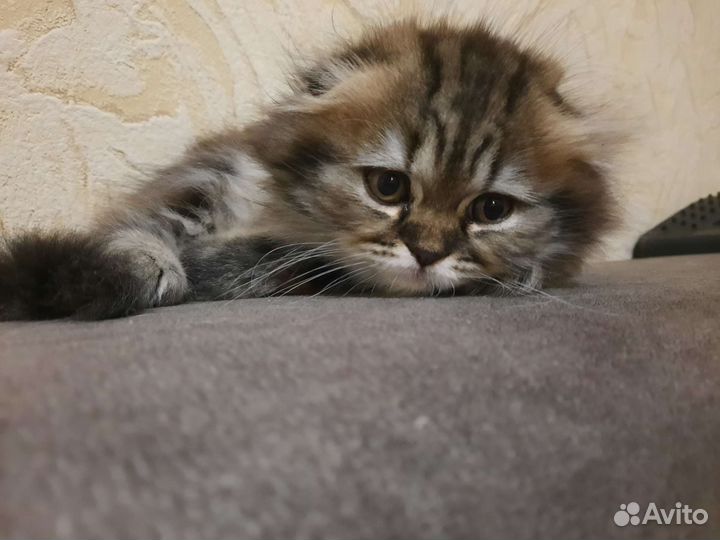 Идеальная и шикарная малышка Хайленд Фолд