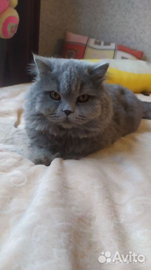 Хомяки бесплатно