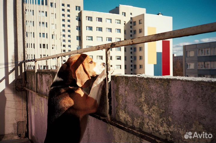 Плёночный фотоаппарат Canon Af-9s + примеры