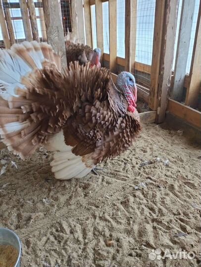 Индюк на плямя